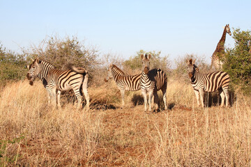Obraz na płótnie Canvas Steppenzebra / Burchell's zebra / Equus quagga burchellii