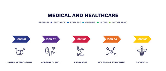 set of medical and healthcare thin line icons. medical and healthcare outline icons with infographic template. linear icons such as united heterosexual, adrenal gland, esophagus, molecular