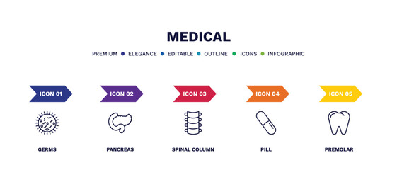 set of medical thin line icons. medical outline icons with infographic template. linear icons such as germs, pancreas, spinal column, pill, premolar vector.