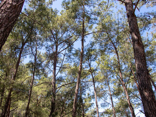 Fototapeta premium trees in the forest