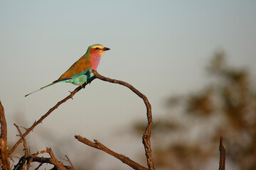 Gabelracke / Lilac-breasted roller / Coracias caudata