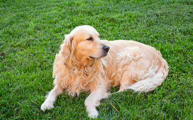 Golden retriever dog
