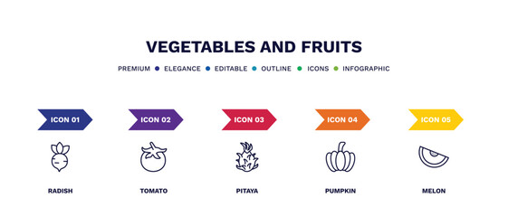 set of vegetables and fruits thin line icons. vegetables and fruits outline icons with infographic template. linear icons such as radish, tomato, pitaya, pumpkin, melon vector.