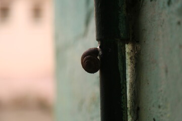 snail living and nature