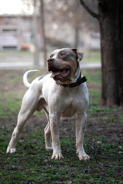 Tricolor American Bully XL posing for a photo