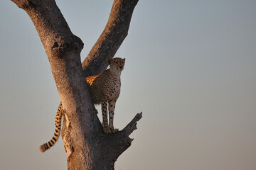 Gepard auf Baum / Cheetah in tree / Acinonyx jubatus © Ludwig