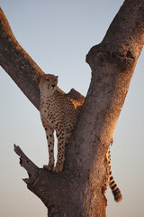 Gepard auf Baum / Cheetah in tree / Acinonyx jubatus © Ludwig