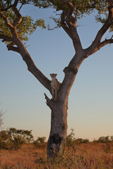 Gepard auf Baum / Cheetah in tree / Acinonyx jubatus © Ludwig