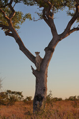 Fototapeta na wymiar Gepard auf Baum / Cheetah in tree / Acinonyx jubatus