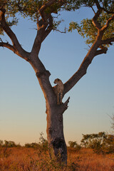 Gepard auf Baum / Cheetah in tree / Acinonyx jubatus © Ludwig