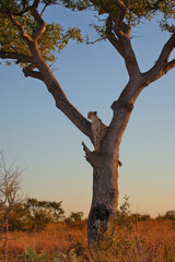 Gepard auf Baum / Cheetah in tree / Acinonyx jubatus © Ludwig
