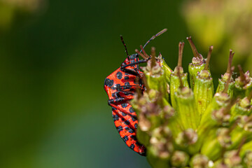 bug on a leaf