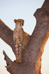 Gepard auf Baum / Cheetah in tree / Acinonyx jubatus © Ludwig