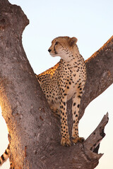 Gepard auf Baum / Cheetah in tree / Acinonyx jubatus © Ludwig