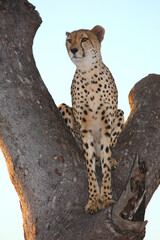 Gepard auf Baum / Cheetah in tree / Acinonyx jubatus © Ludwig