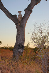 Gepard auf Baum / Cheetah in tree / Acinonyx jubatus © Ludwig