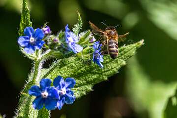 bee on a flower