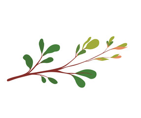 Spring buds and leaves on a tree branch vector stock illustration. Close-up of leaf sprouts and young shoots of a bush. Tropical greenery. . Isolated on a white background.