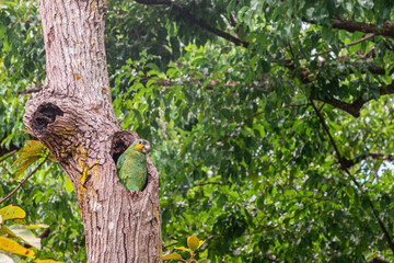 parrot on a tree
