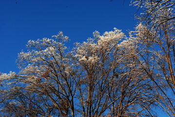 trees and sky