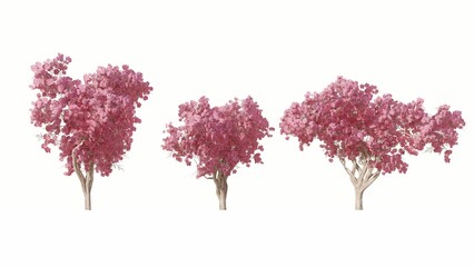 Set of 3D flowering trees Isolated on white background, Use for visualization in graphic design