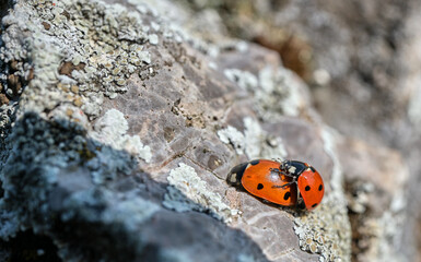 Reproduction - a pair of ladybugs basking in the sun