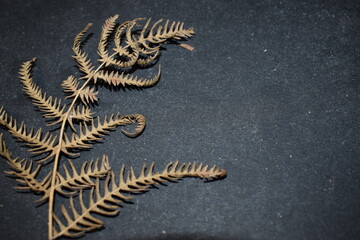 fern leaf isolated on black