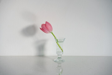 Ucięty różowy tulipan w wazonie na białym stole na tle białej ściany.