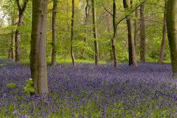 London, UK,  30 April 202 : English bluebells in Chalet Wood, Wanstead Park, London
