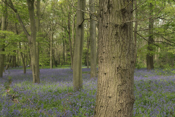 Fototapeta premium London, UK, 30 April 202 : English bluebells in Chalet Wood, Wanstead Park, London 