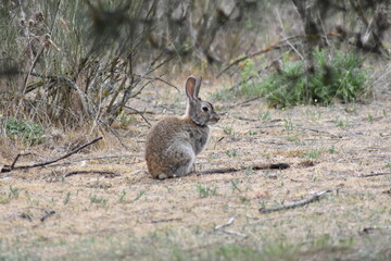 Naklejka na ściany i meble A wild rabbit sitting quietly in the middle of the meadow