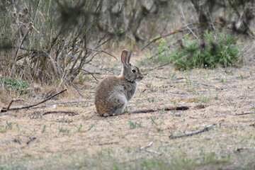 A wild rabbit sitting quietly in the middle of the meadow