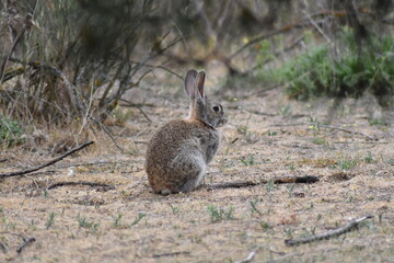 A wild rabbit sitting quietly in the middle of the meadow