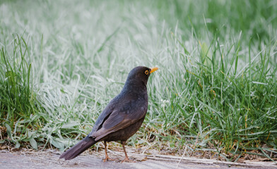 Common male blackbird (Turdus merula) stands on the road and look at green grass in the spring evening. Close-up portrait of a Eurasian male blackbird with green grasses behind.