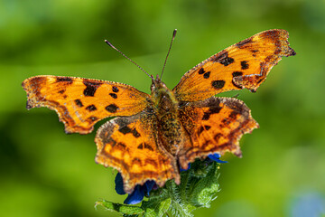 butterfly on flower