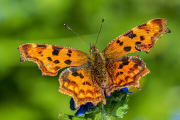 butterfly on flower