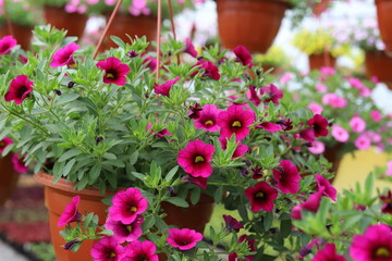 Petunia flowers in pots, cultivation in a greenhouse. Close up.