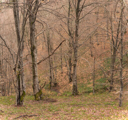 Fototapeta na wymiar Old beech tree forest on mountain slope in early spring