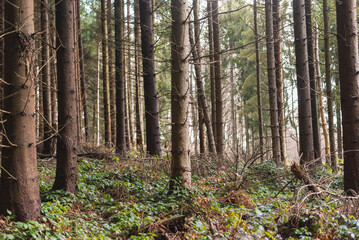 Old pine forest on mountain slope in early spring