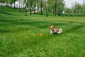 Young jack russell terrier dog playing in the park, lying outdoors on the grass. Dog chewing on a stick