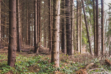 Naklejka premium Old pine forest on mountain slope in early spring