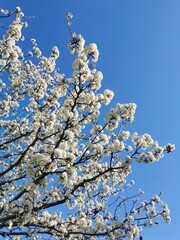 cherry blossom in spring