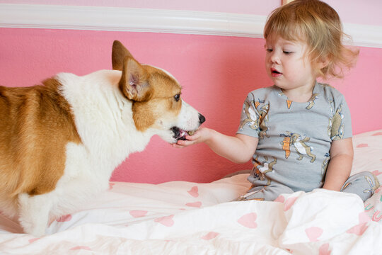 Cute Caucasian Toddler Girl Giving A Treat To The Dog. Children And Dog Concept. Feeding Welsh Pembroke Corgi Dog