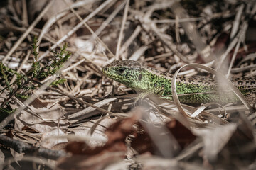 sand lizard portrait in nature 
