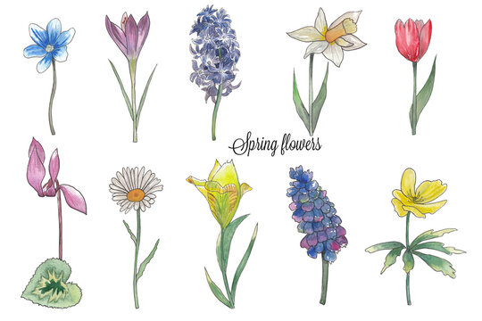 Collection of Spring flowers Ink and watercolor botanical illustration Red tulip, daisy Hand painted clipart for creating wedding invitations, greeting cards, announcement Botanical design element