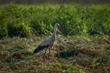 Naklejka premium Stork on summer field with green grass and hay