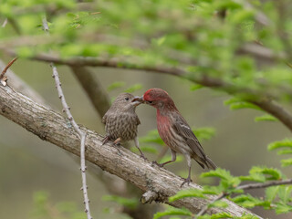 A mated pair of House Finch with the male feeding the female