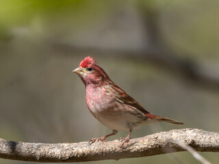 Close up of a perched adult male Purple Finch in bright spring plumage