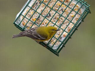 An adult male Pine Warbler perched on a bird feeder and eating suet
