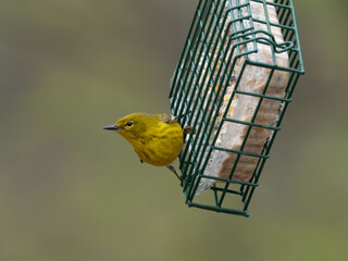 An adult male Pine Warbler perched on a bird feeder and eating suet